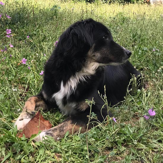 perro tranquilo comiendo un snack natural