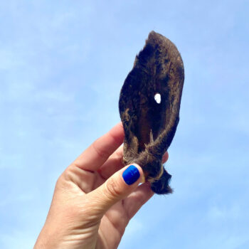Oreja de cabra con pelo