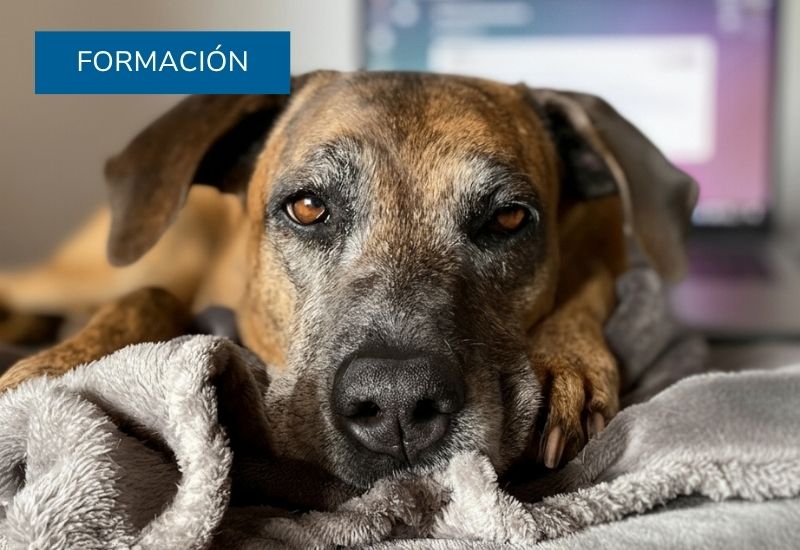 Asesorías y formación en masticación para familias y profesionales