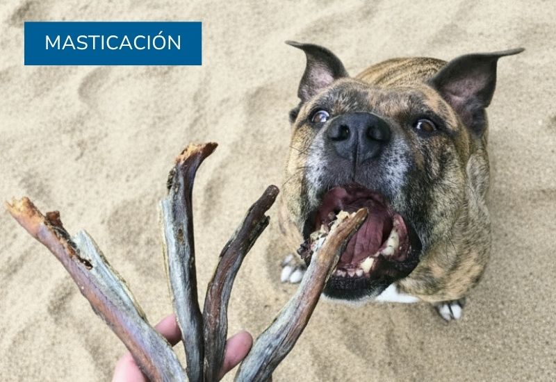 masticación y snacks 100% naturales para perros