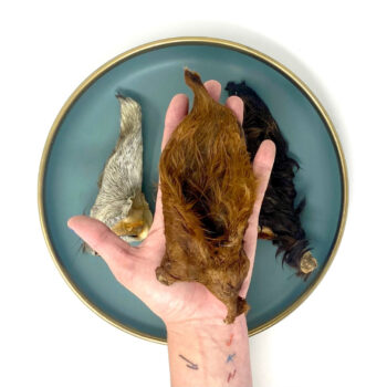 Oreja de equino con pelo
